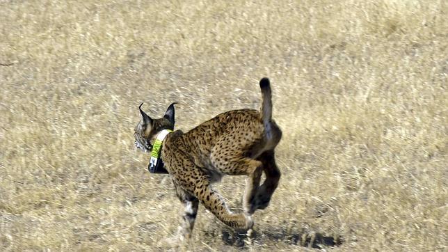 Muere un lince ibérico en Jaén víctima de un lazo ilegal