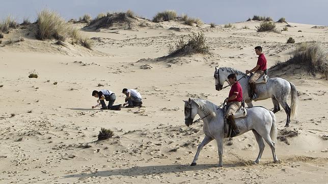 Voluntarios de SEO retiran perdigones de plomo en el Cerro de las Ánsares en el Parque Nacional de Doñana (Huelva)