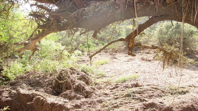 Los cargos de Medio Ambiente de Córdoba imputados piden sobreseer el caso