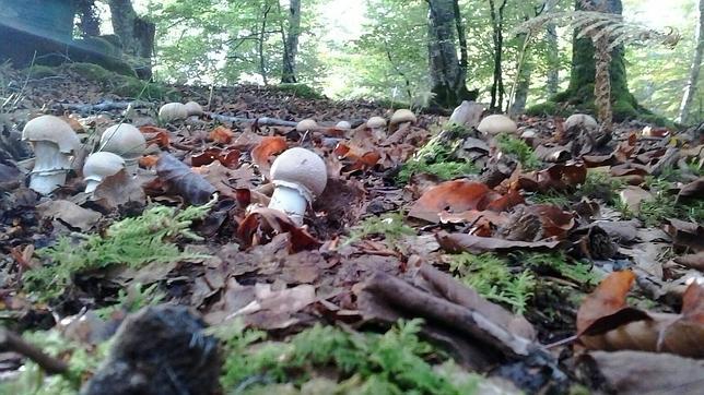 Parque Micológico Ultzama