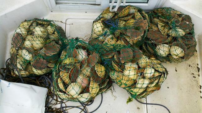 Varias bolsas de vieiras decomisadas en la costa gallega