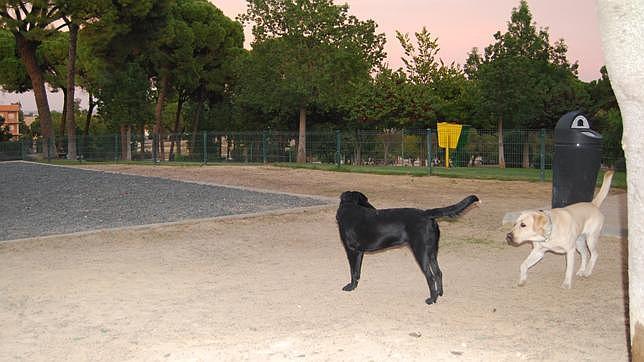 Los excrementos de los perros en las calles, una asignatura pendiente