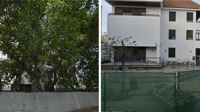 Los ficus que Medio Ambiente tiró a la basura tenían 10 metros de copa