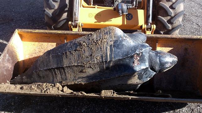 Un vecino halla en una playa valenciana una tortuga de más de trescientos kilos muerta