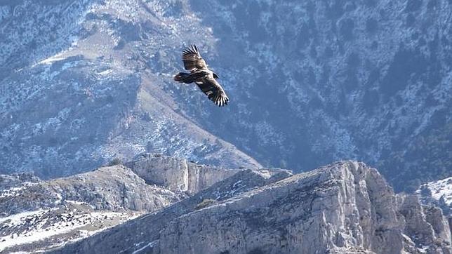 Confirman la primera existencia en décadas de un nido de quebrantahuesos en Andalucía