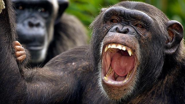 Violencia machista entre chimpancés