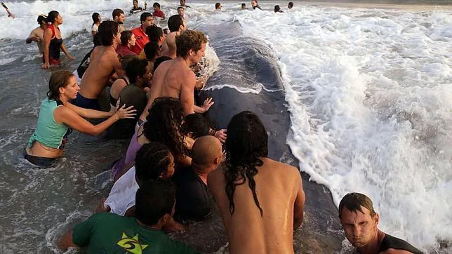 Fracasa el emocionante intento de salvar a una ballena azul varada en la costa de Nicaragua