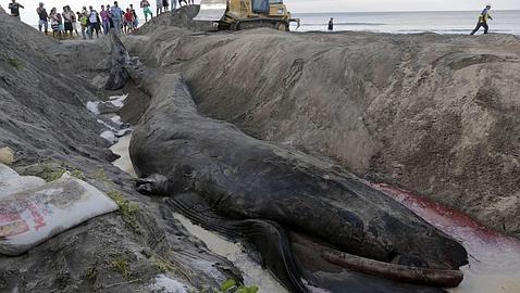 Finalmente, la ballena fue enterrada