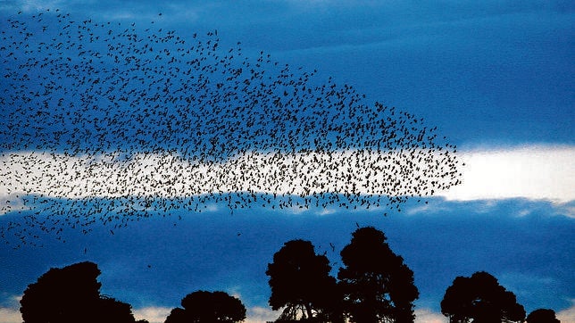 Lista Roja: 22.413 especies, en peligro de extinción