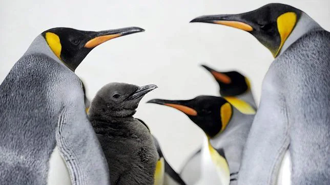 Aumentan los casos de focas observadas teniendo sexo con pingüinos desde 2006