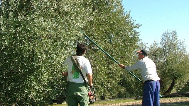 El 76% de los municipios de la provincia viven de la agricultura