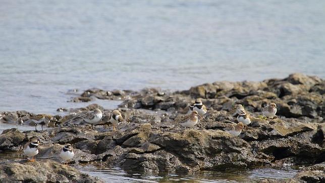 El planeta alberga 365 importantes áreas de biodiversidad que podrían desaparecer, según BirdLife