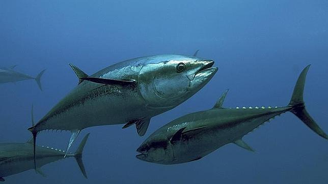 La cuota de pesca del atún rojo se eleva un 20% por la recuperación de la especie