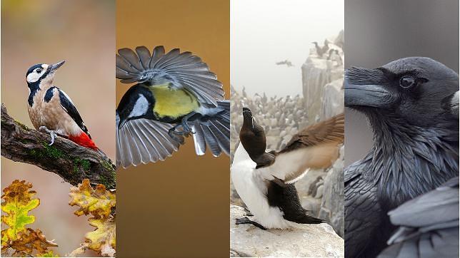Las diez mejores fotos de aves de 2014