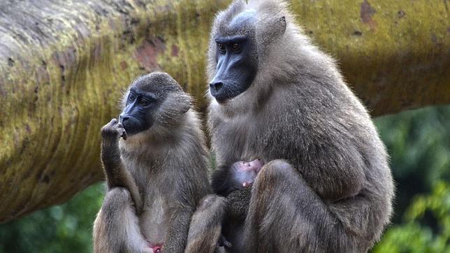 Nace un nuevo miembro en la familia de driles de Bioparc