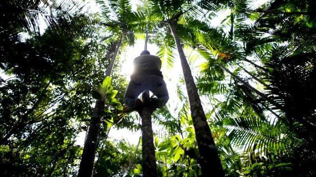 La Amazonia brasileña pierde más de 1.000 kilómetros cuadrados en tres meses