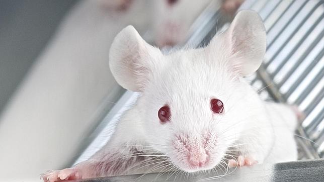 Los investigadores desarrollaron un modelo de cáncer de hígado de ratón