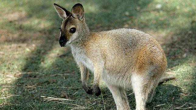 Muere un canguro en el Parque del Oeste de Málaga