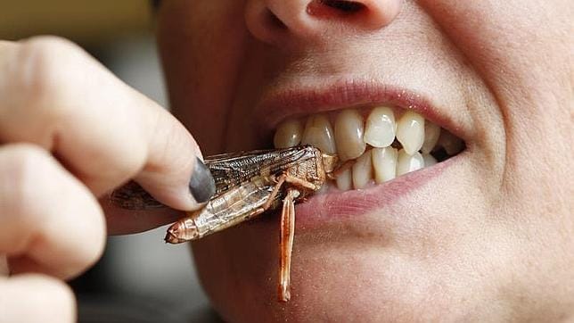 Una mujer come un saltamontes en un evento europeo sobre gastronomía de insectos