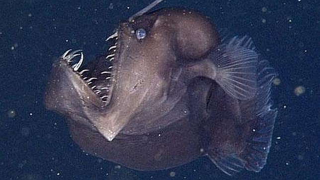 El monstruo negro del mar, filmado por primera vez en California