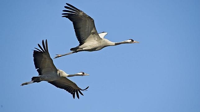 Los mejores lugares de España para ver grullas