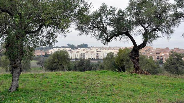 Tomares destinará casi tres millones a regenerar el Olivar del Zaudín