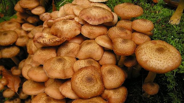 Esta es una de las setas más abundantes en Galicia