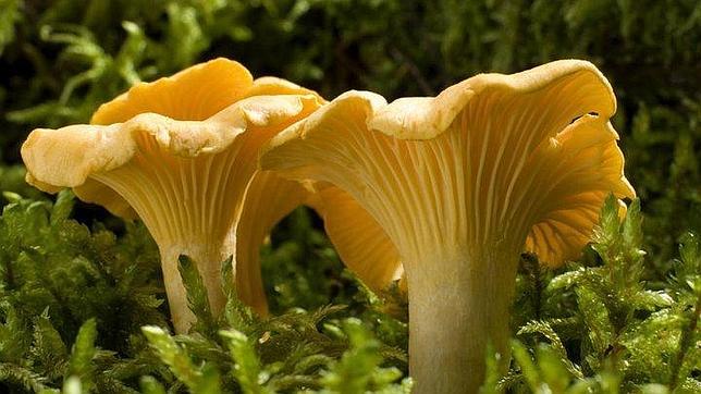 Los cantarelos suelen presentar colores anaranjados