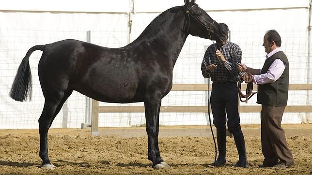 El pura raza español, razones que lo hacen un caballo especial