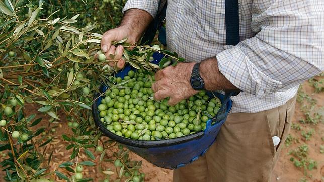 Sevilla pierde casi 52.000 hectáreas de manzanilla y gordal en 25 años