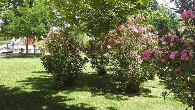 Piden la retirada urgente de las adelfas tóxicas de los parques infantiles de Alcalá