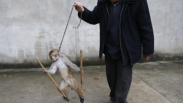 Las crueles imágenes de un mono esclavizado reabren el debate sobre el maltrato animal
