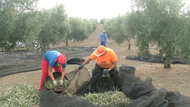 El olivar y la campaña navideña dejan 2.891 parados menos en Córdoba