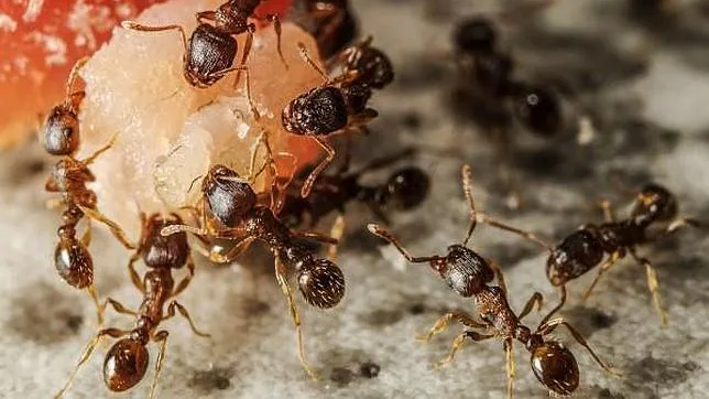 Hormigas se alimentan de basura