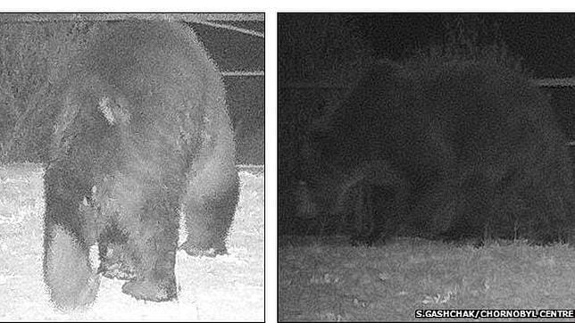 Los osos pardos reconquistan la zona de exclusión de la central de Chernóbil