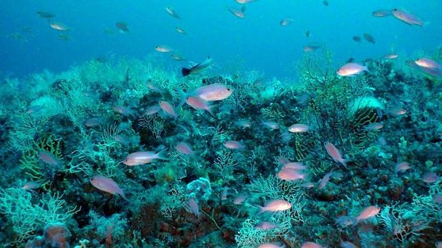 Medio Ambiente propone a la UE incluir cinco áreas marinas en la Red Natura 2000