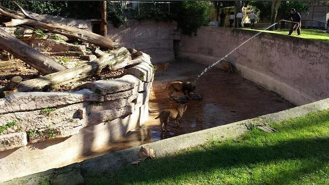 El hombre herido por los leones en el Zoo de Barcelona sigue en la UCI en estado crítico