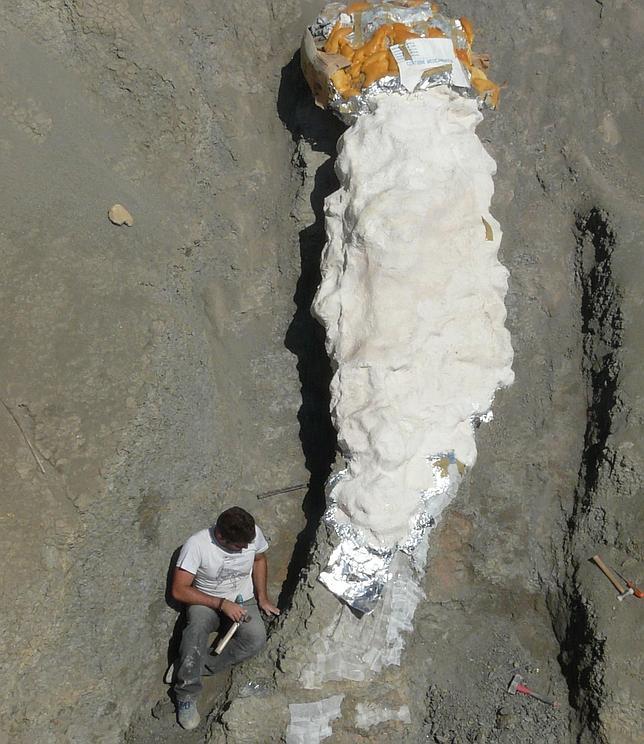 Desentierran en el Pirineo un cuello de dinosaurio de 5 metros