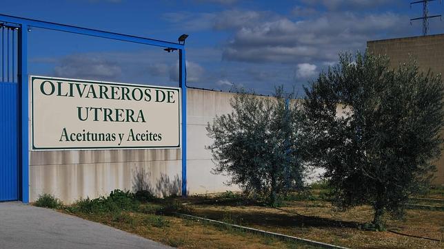 Olivareros de Utrera, todo un ejemplo en el mundo de la aceituna