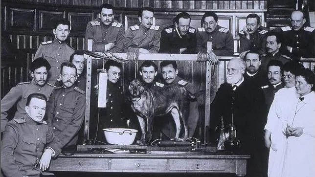 Pávlov, en uno de sus experimentos con perros