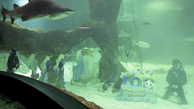 Un belén entre tiburones, tortugas y caballitos de mar en el Zoo de Madrid