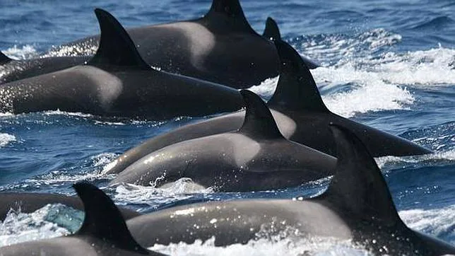 Las orcas ibéricas (Orcinus orca) habitan en aguas del sur de España
