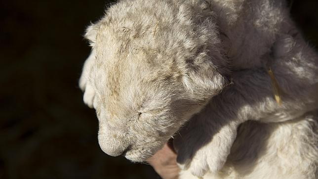 Nace Roceño, uno de los 50 leones blancos únicos en el mundo, con «DNI madrileño»