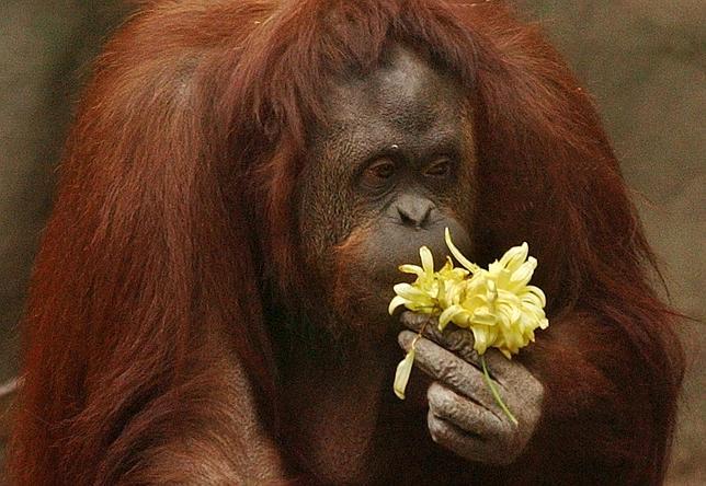 La hembra de orangután «Sandra», en el zoo de Buenos Aires