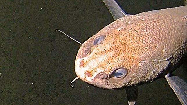 Un pez de entre 60 y 70 cm encontrado a un profundidad de 6.000 metros