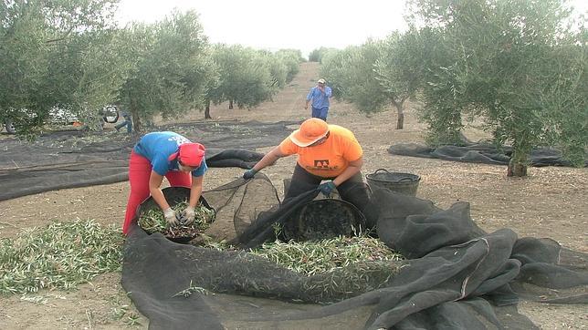 Empleo reducirá a 20 las peonadas del subsidio agrario