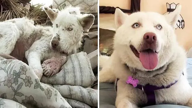 «Hope for Paws» la rescató de un basurero y ha conseguido que sea adoptada por una familia en Los Ángeles