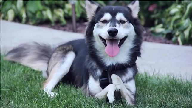 La felicidad de Derby, un perro cojo que corre por primera vez gracias a una prótesis 3D