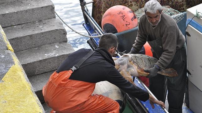 España inicia un pionero proyecto en los puertos para reducir la mortalidad de las tortugas marinas