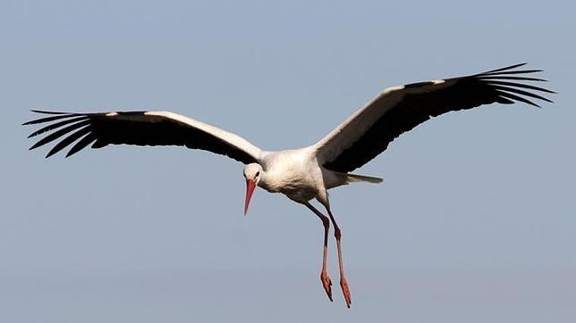 Cigüeña blanca
